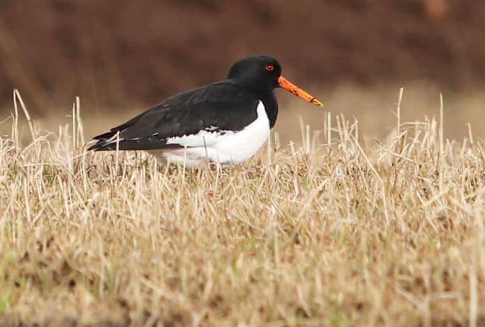 Sandvíkurtjaldurinn 2023