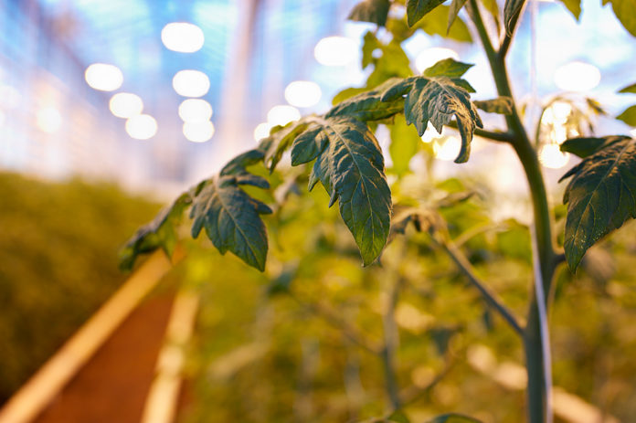 Solheimar_Sunna_468431003