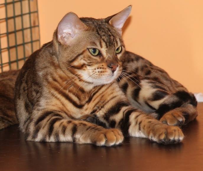 bengalkottur_natthaga_860362729