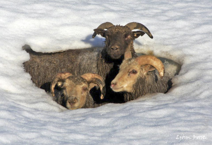 bjorgun_dagrenning1_rollur2012steini_636321175