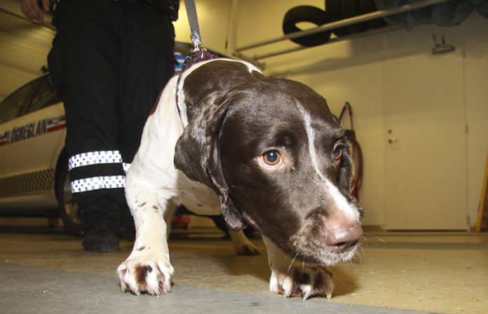 buster161111gk_699349563