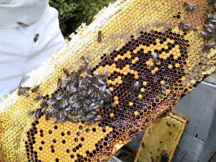 byflugur_punkturis_180209962