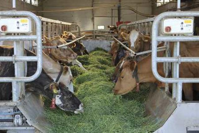 dalbaer1_2011ssigm_932197027