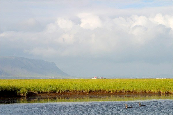 fuglafridland_fuglavernd_598528646