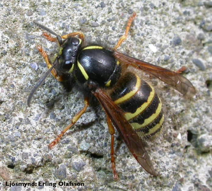 geitungur_erlingni_446592851