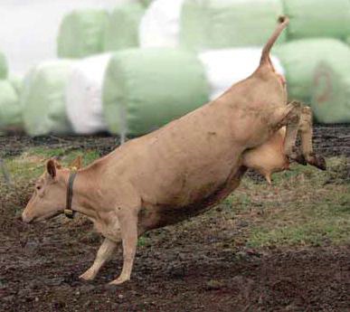 hallo_helluvad_naut_919381341