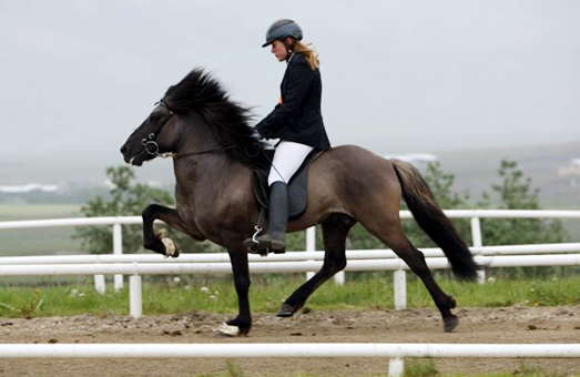 hestar_jens_624469859