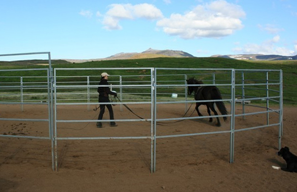 hestar_tamningamadur_633058348