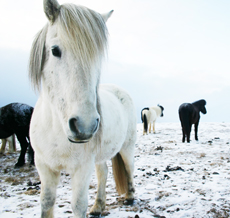 hestur_mast_743796949