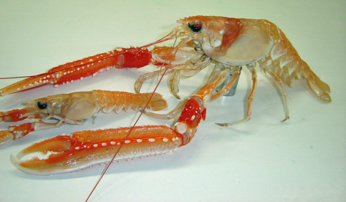 humar_risa_rammi2012_639677031