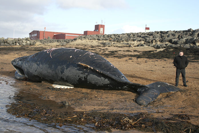 hvalreki_stokks030312bib_772424505