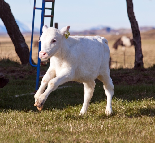 hvitur_kalfur_502227111