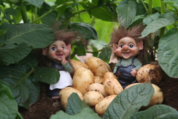 kartoflusupuhatid_597381489