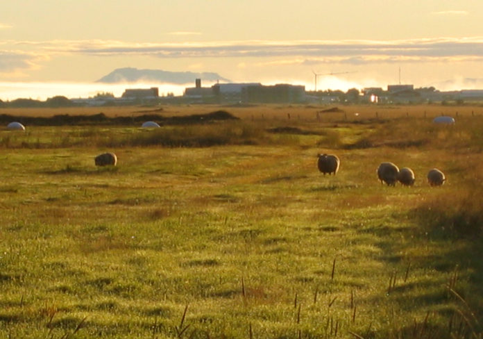 kindur_sandvik_selfoss_sumarnott_jsh_605972753