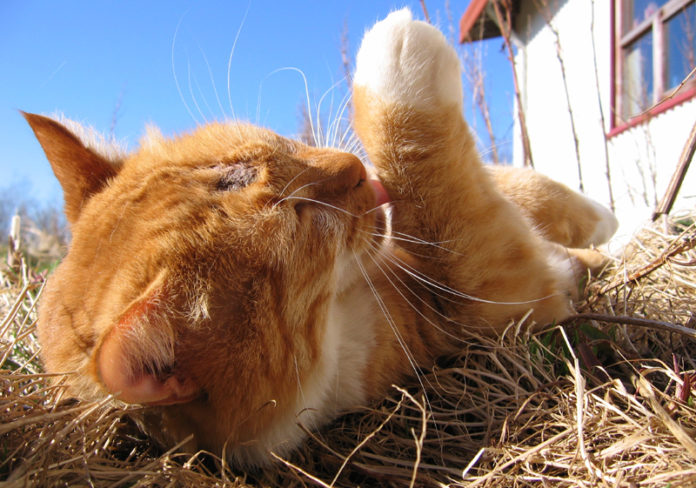 kottur_elvis_124676973