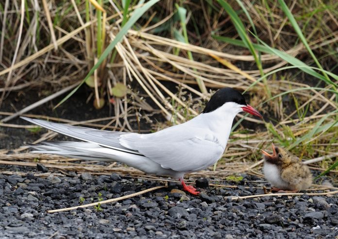 kria2013thorir_869660253