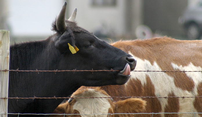 kyr_eyjafjoll140407_646232674