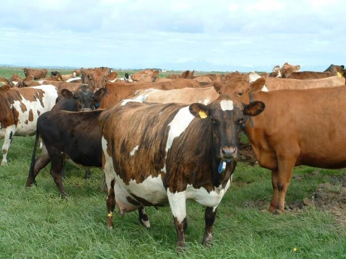 kyr_stokkseyri_419047567