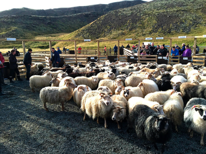 olfusrettir2016_331646643