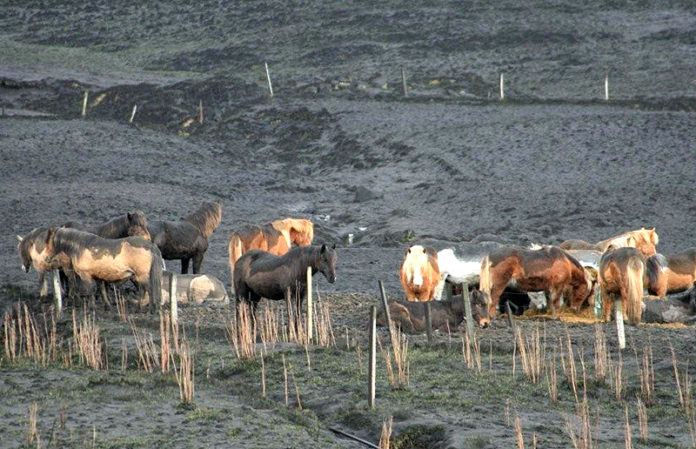 oskufall_raudafell300410sigjons_744180030