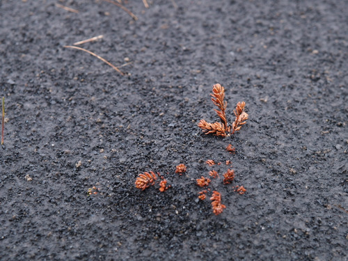 oskufall_skogaheidi_405881897