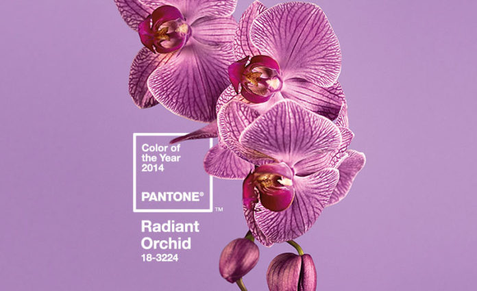 pantone_color_of_the_year_2014_radiant_orchid_132586185