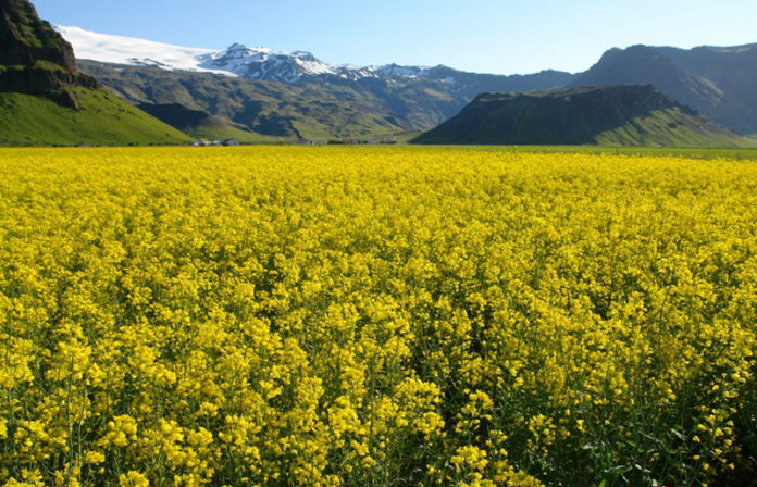 repja_thorvaldseyri_538903370