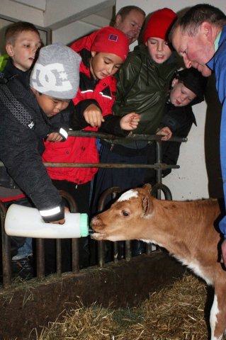 reykir_skolamjolk2011naut_176641701