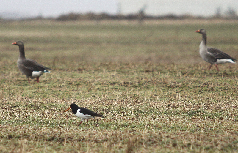 sandvikurtjaldurinn060417gk_510701452