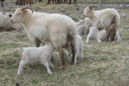 saudfjarraekt1bssl_682480979