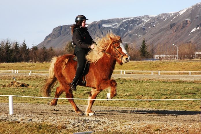 sigurbjorg_blossi_vetrarleikarFSu2012_325470128
