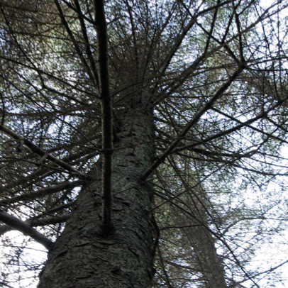 sitkagreni_haesta2014eso_314369611