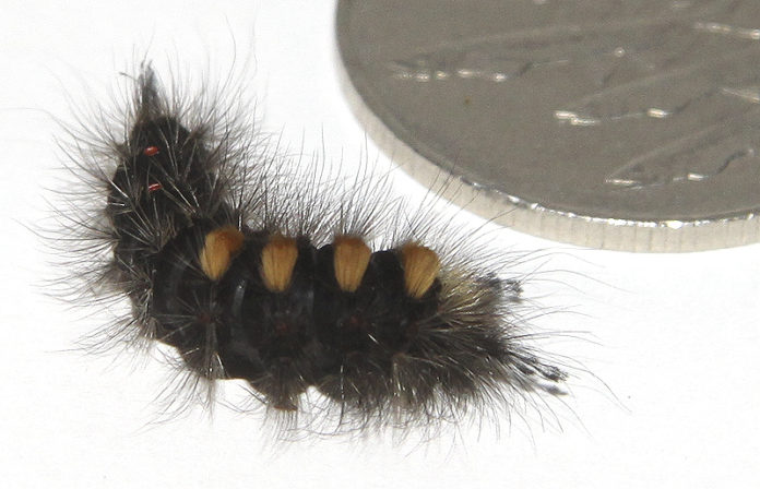 skogbursti020811gk_655456175