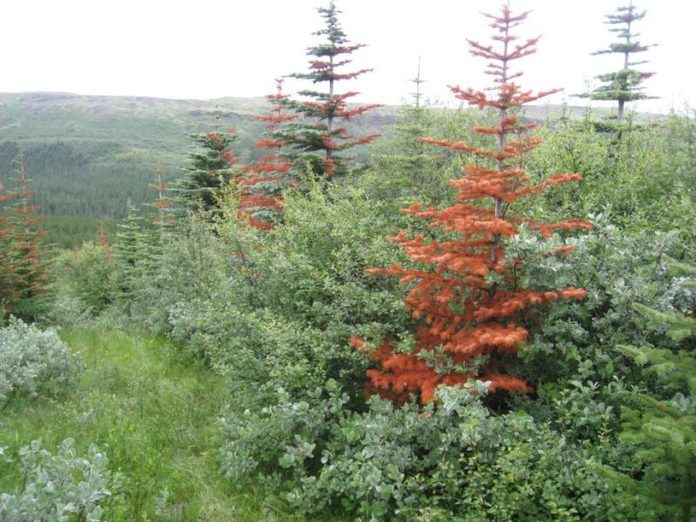 thjorsardalur_bodvargudm_715257533