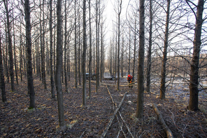 tumastadir_grisjun2013ho_469435348